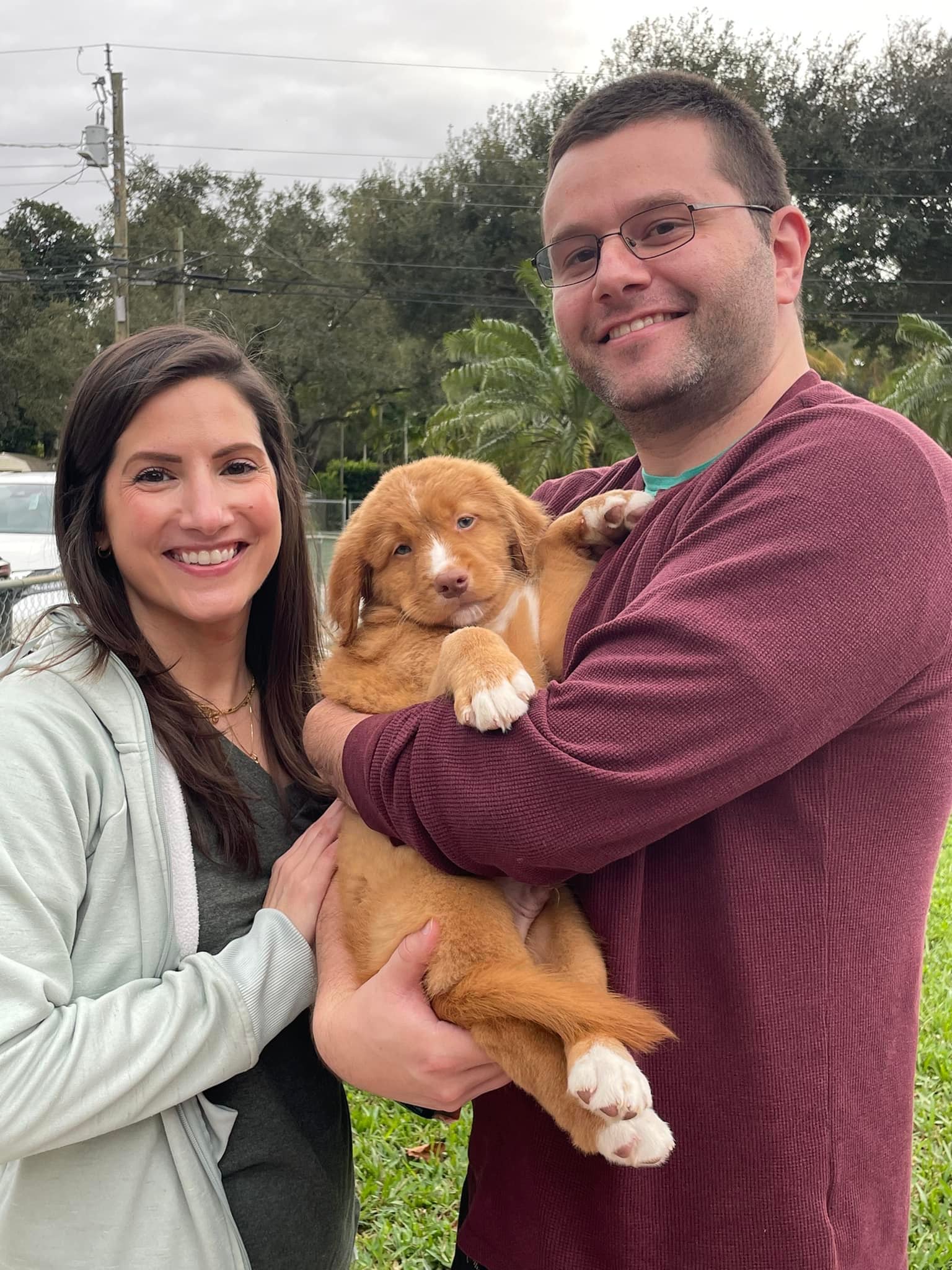 Male Nova Scotia Duck Tolling Retriever