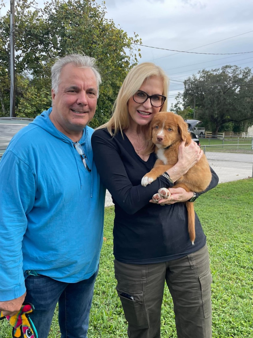 Male Nova Scotia Duck Tolling Retriever