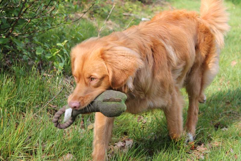 Male Nova Scotia Duck Tolling Retriever