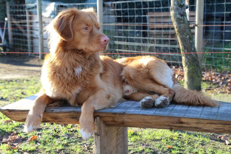 Male Nova Scotia Duck Tolling Retriever