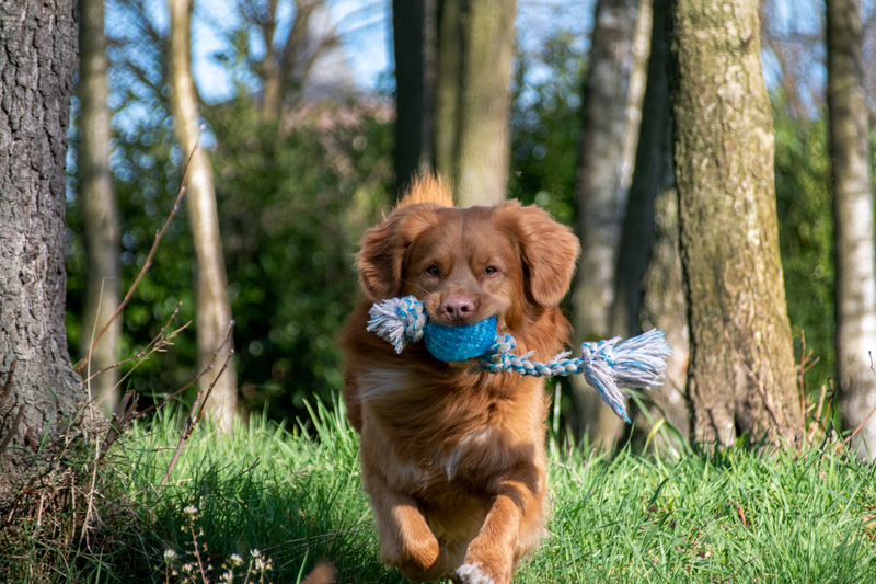 Male Nova Scotia Duck Tolling Retriever