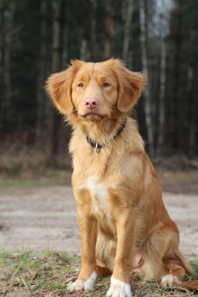 Male Nova Scotia Duck Tolling Retriever