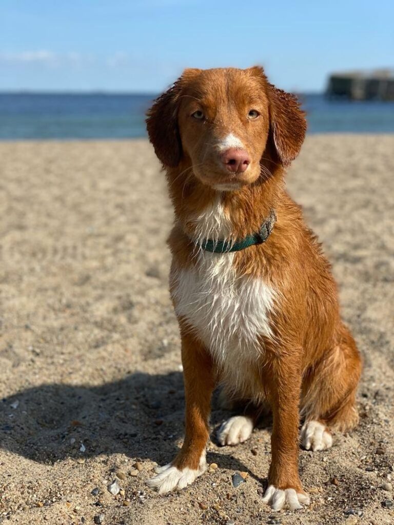 Male Nova Scotia Duck Tolling Retriever