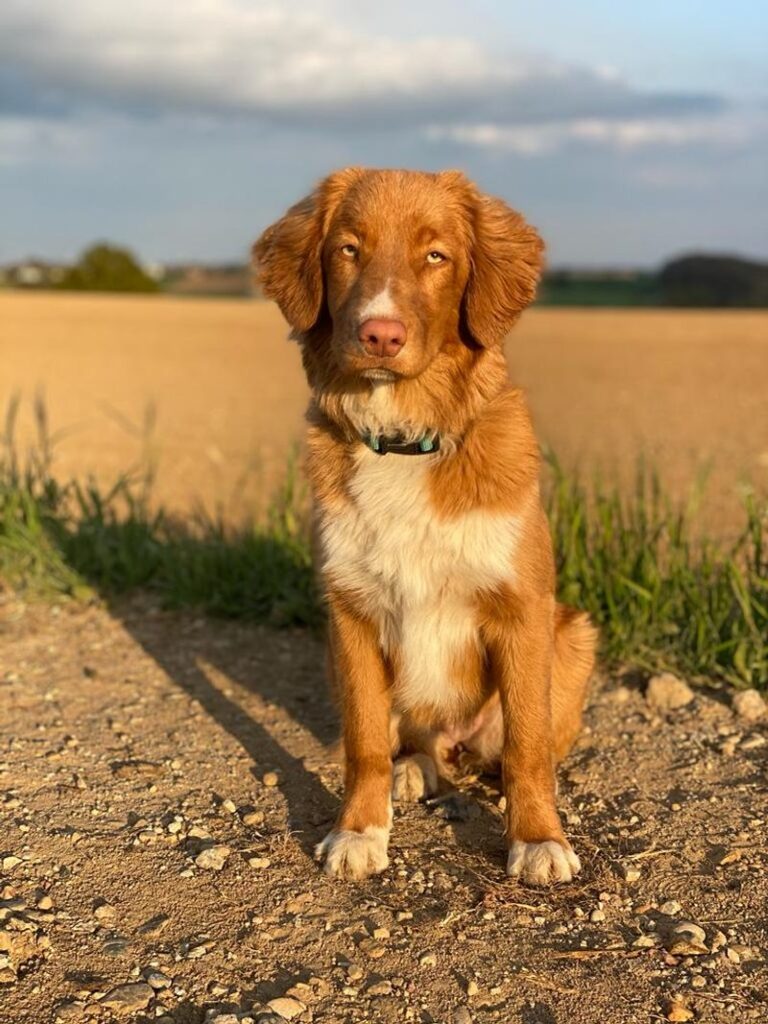 Male Nova Scotia Duck Tolling Retriever