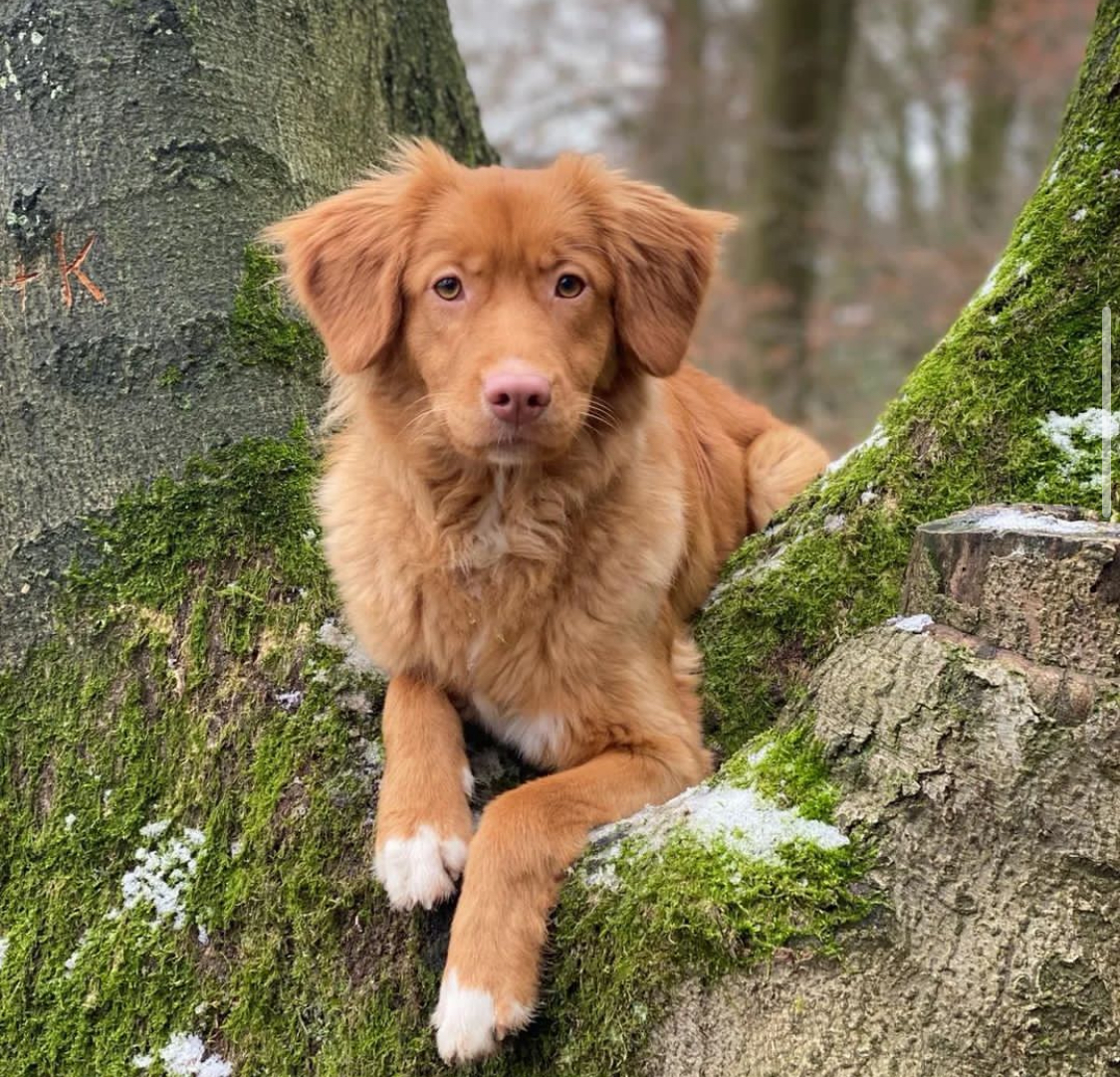 Male Nova Scotia Duck Tolling Retriever