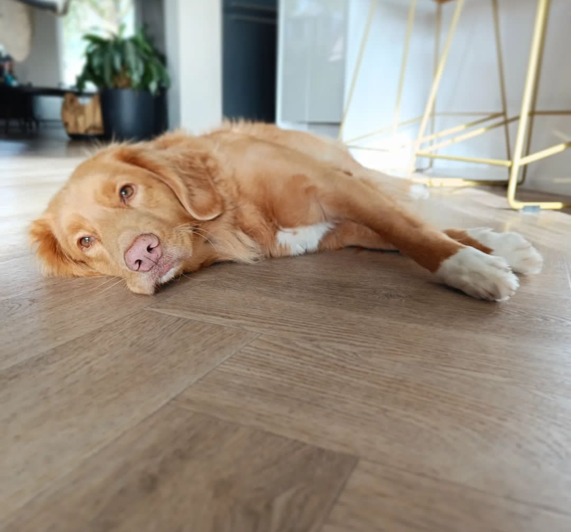 Male Nova Scotia Duck Tolling Retriever