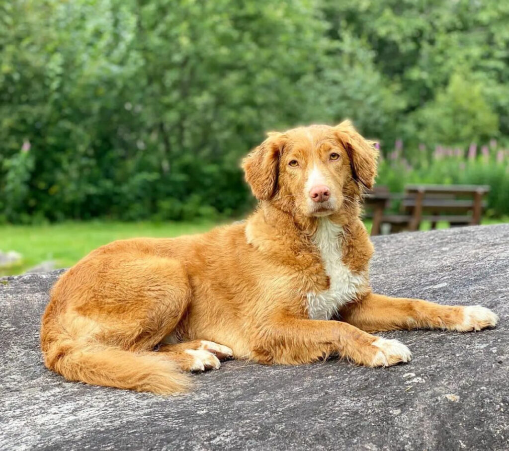 Male Nova Scotia Duck Tolling Retriever