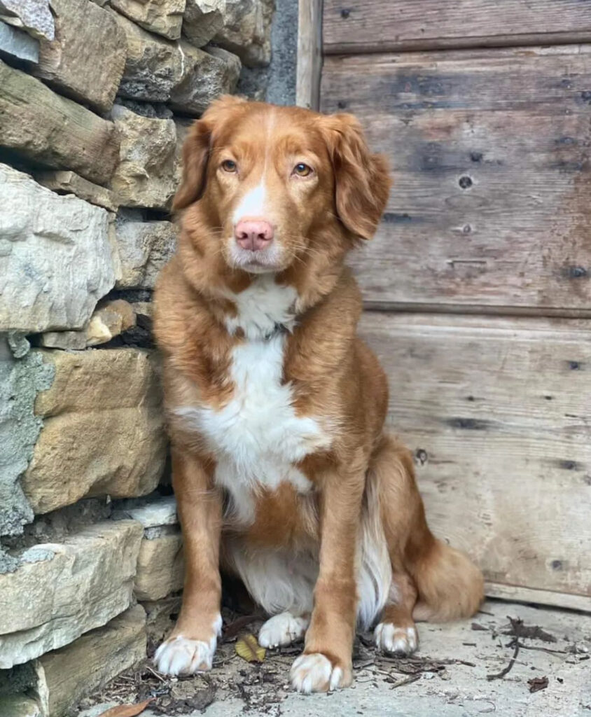 Male Nova Scotia Duck Tolling Retriever