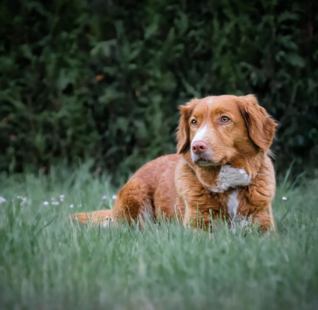 Male Nova Scotia Duck Tolling Retriever