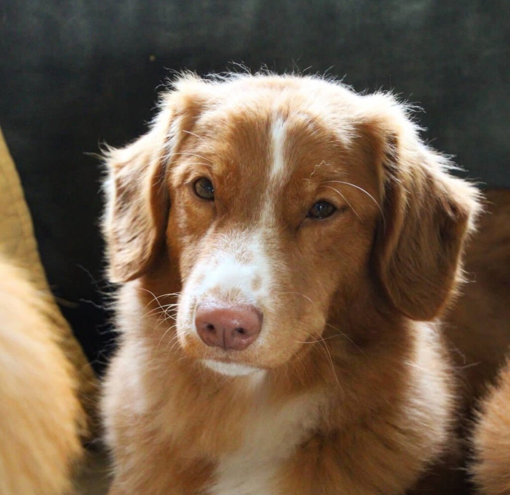 Male Nova Scotia Duck Tolling Retriever