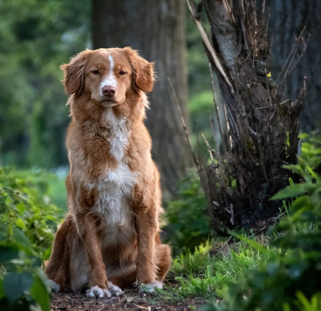 Male Nova Scotia Duck Tolling Retriever