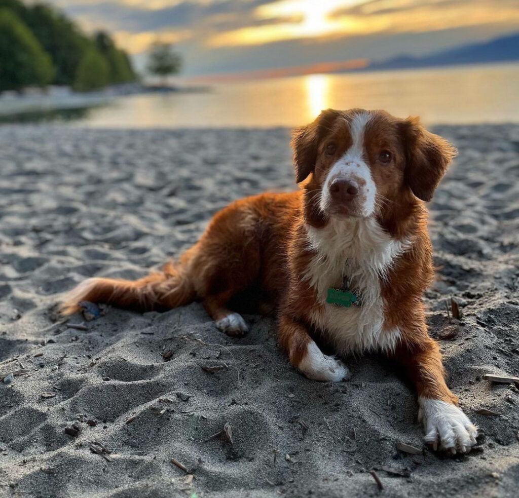 Male Nova Scotia Duck Tolling Retriever