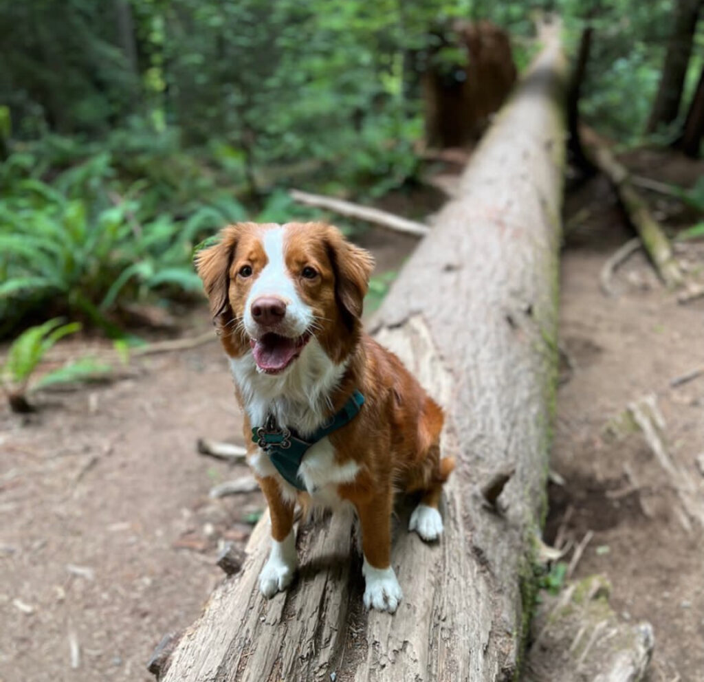 Male Nova Scotia Duck Tolling Retriever