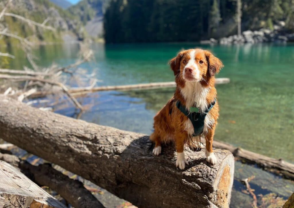 Male Nova Scotia Duck Tolling Retriever