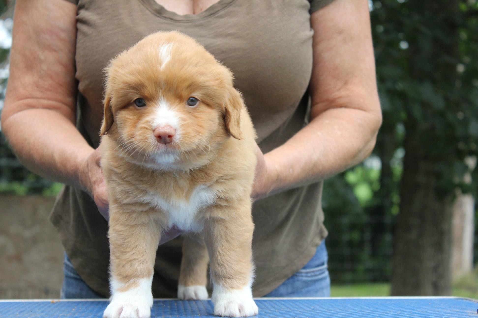 Male Nova Scotia Duck Tolling Retriever