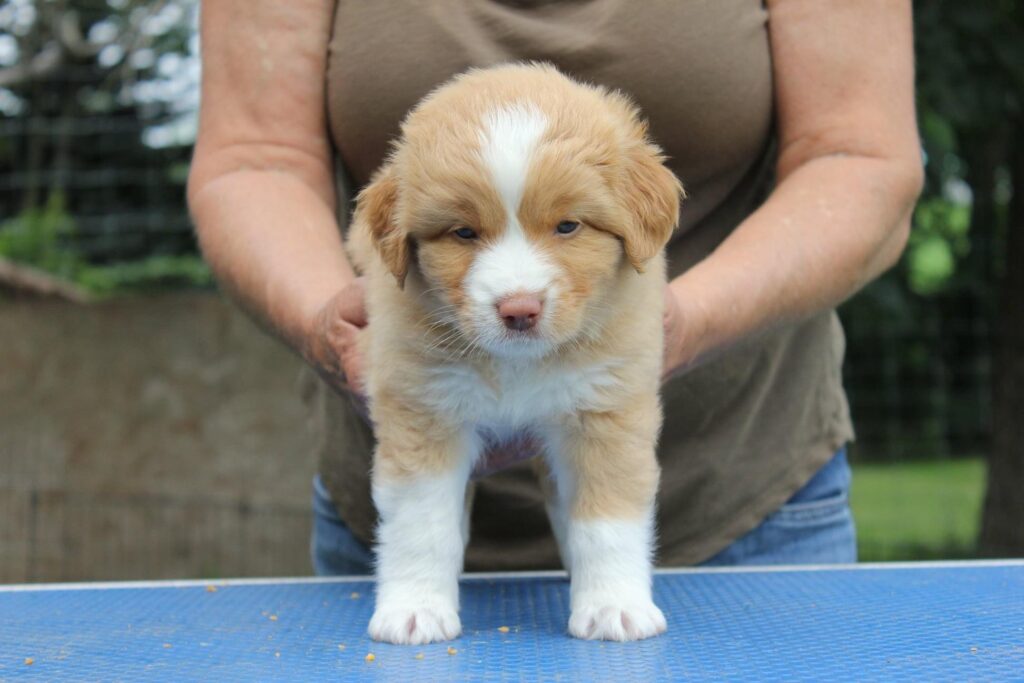 Male Nova Scotia Duck Tolling Retriever