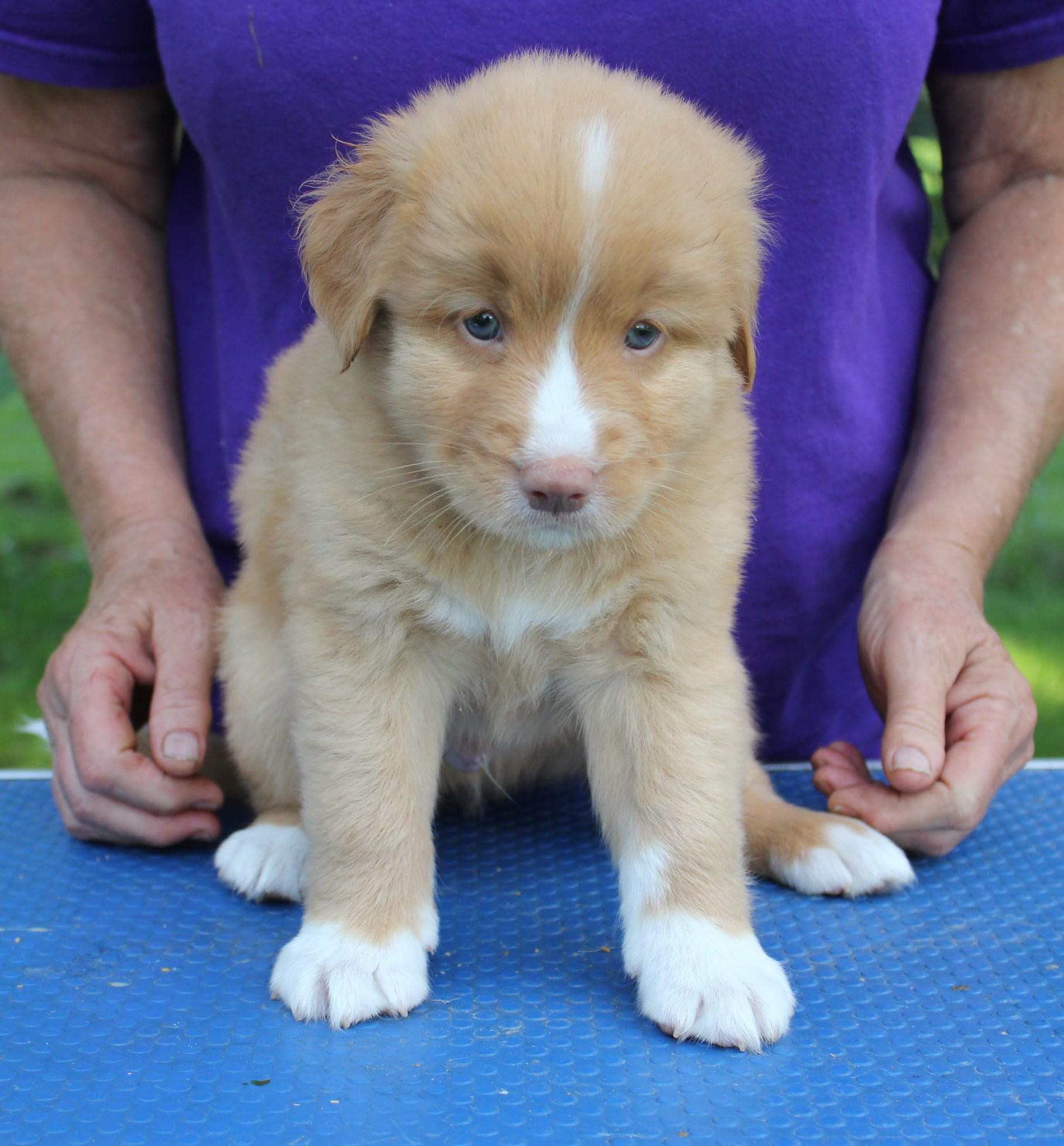 Male Nova Scotia Duck Tolling Retriever