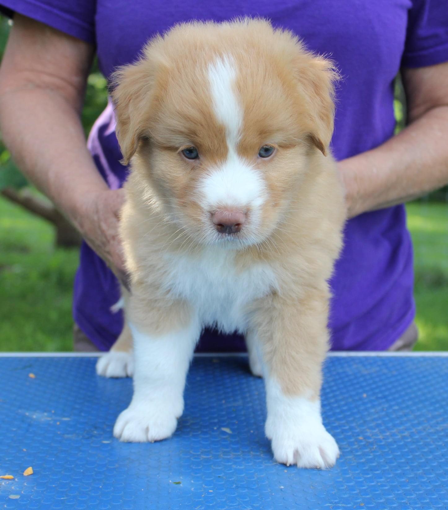 Male Nova Scotia Duck Tolling Retriever